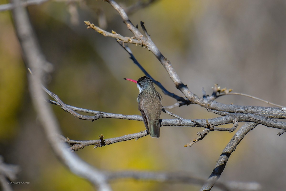 Violet-crowned Hummingbird - ML620202796