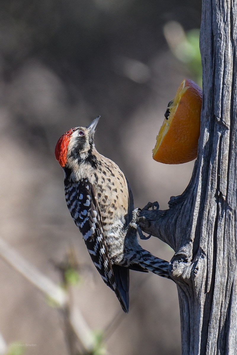 Ladder-backed Woodpecker - ML620202800