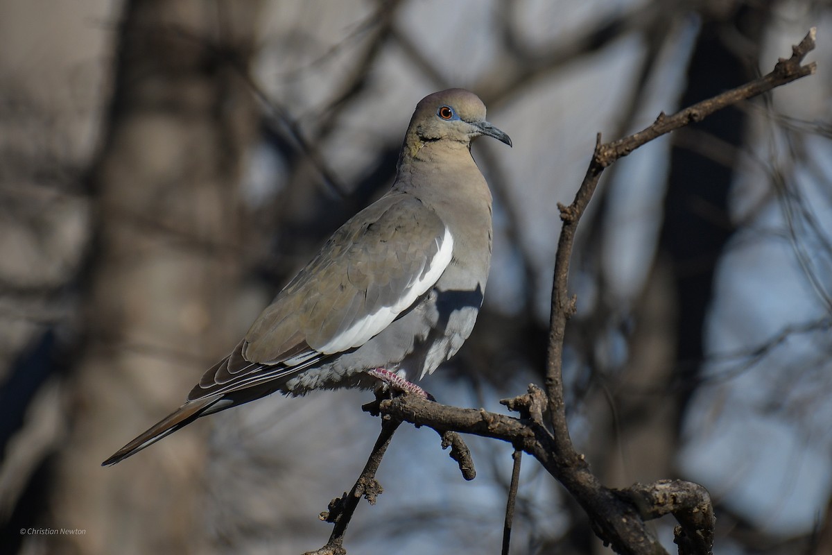 White-winged Dove - ML620202809