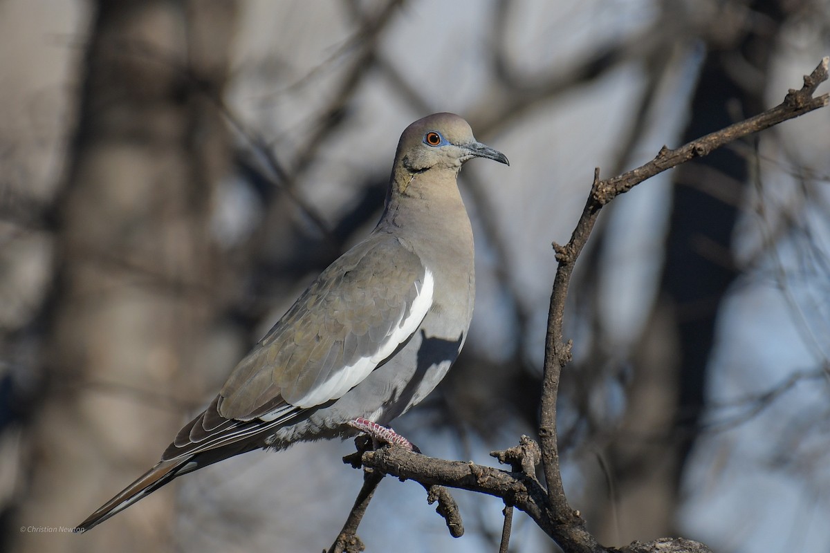 White-winged Dove - ML620202810