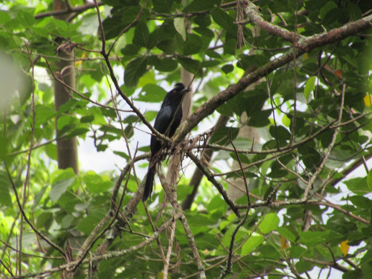 Greater Racket-tailed Drongo - ML620202823