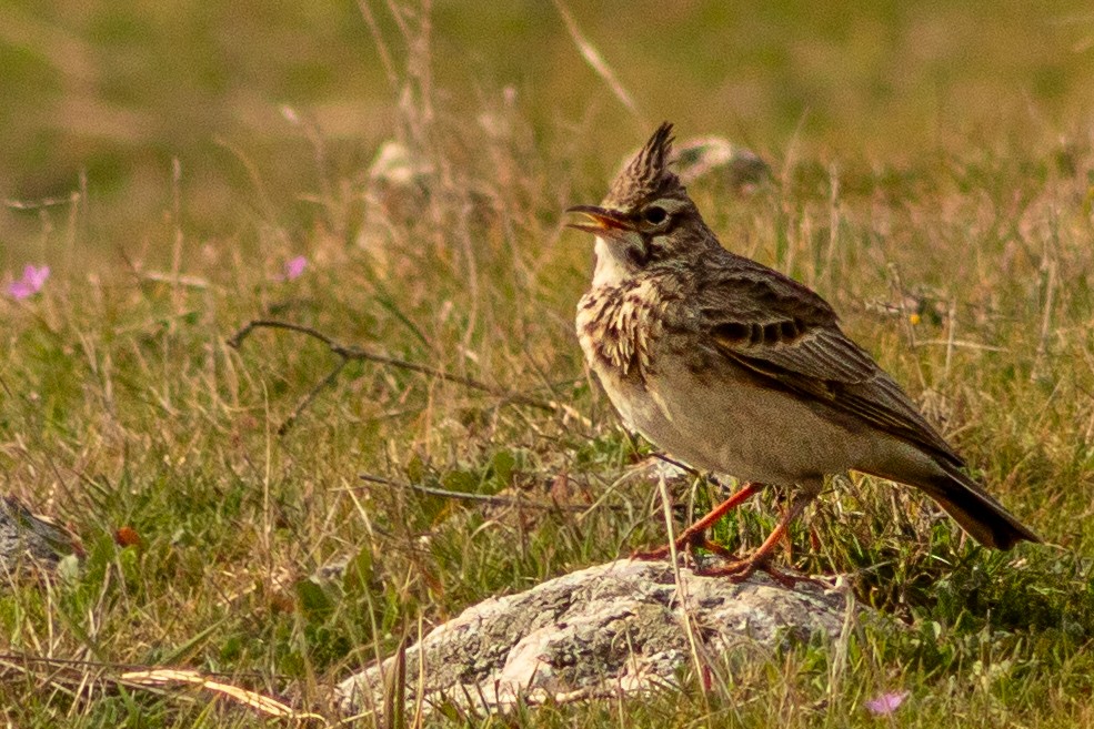 Crested Lark - ML620202827