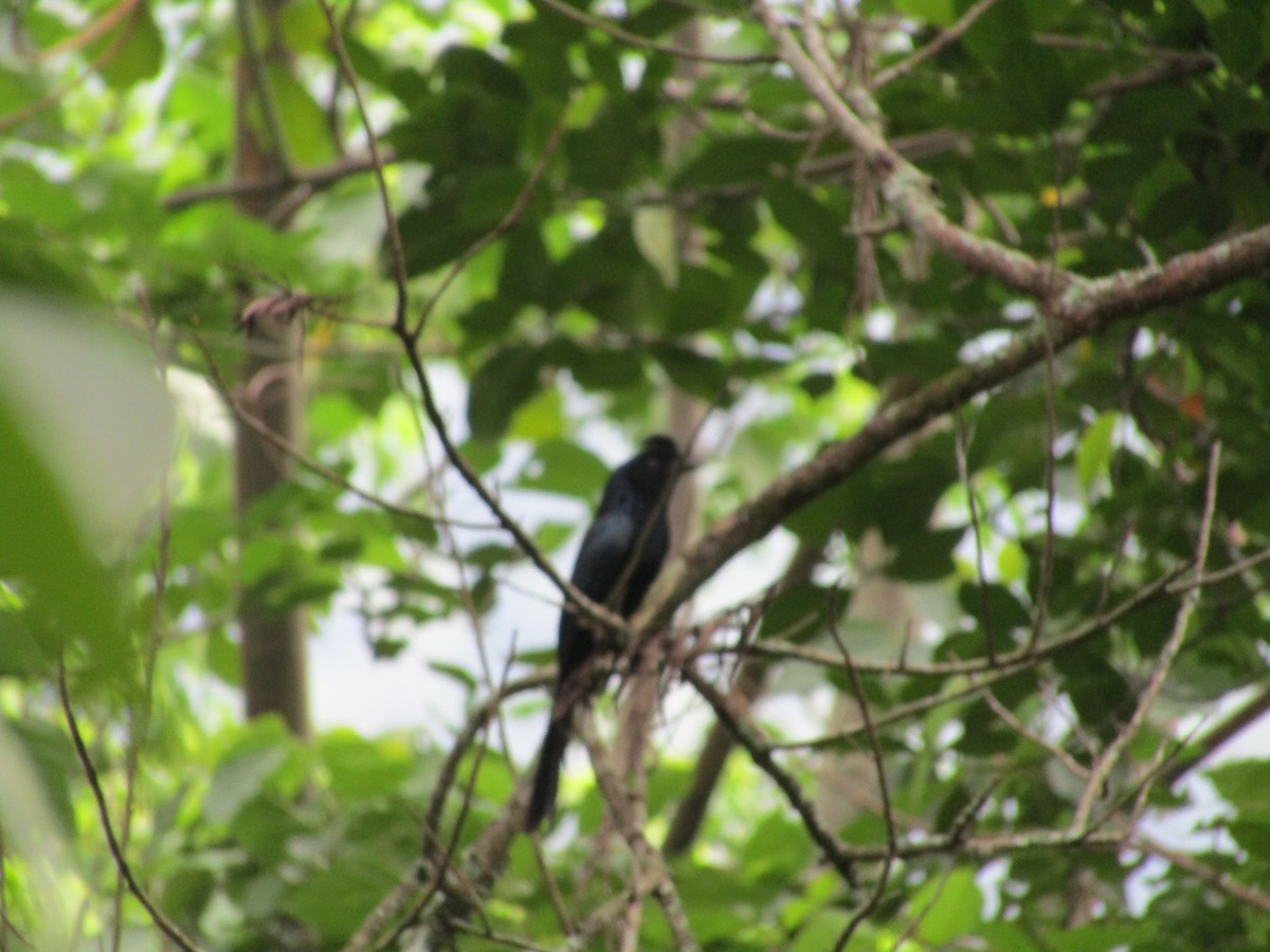 Greater Racket-tailed Drongo - ML620202831