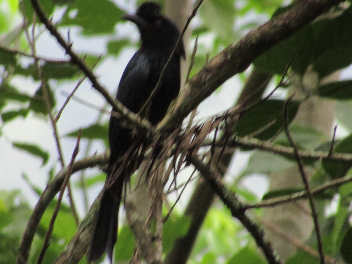 Greater Racket-tailed Drongo - ML620202838