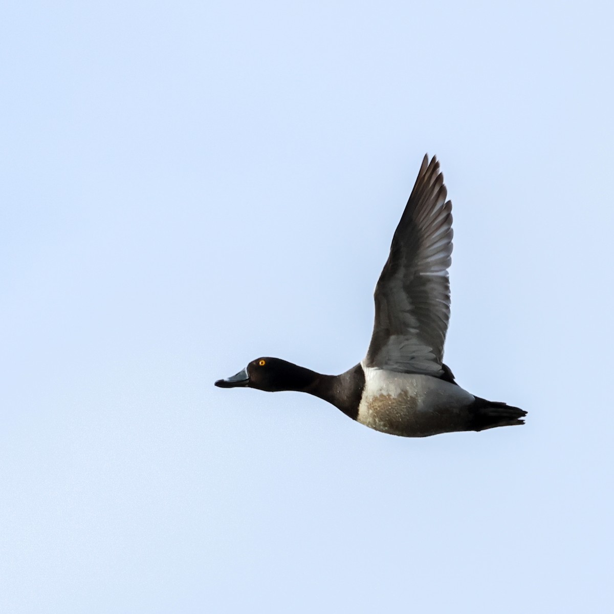 Ring-necked Duck - ML620202842