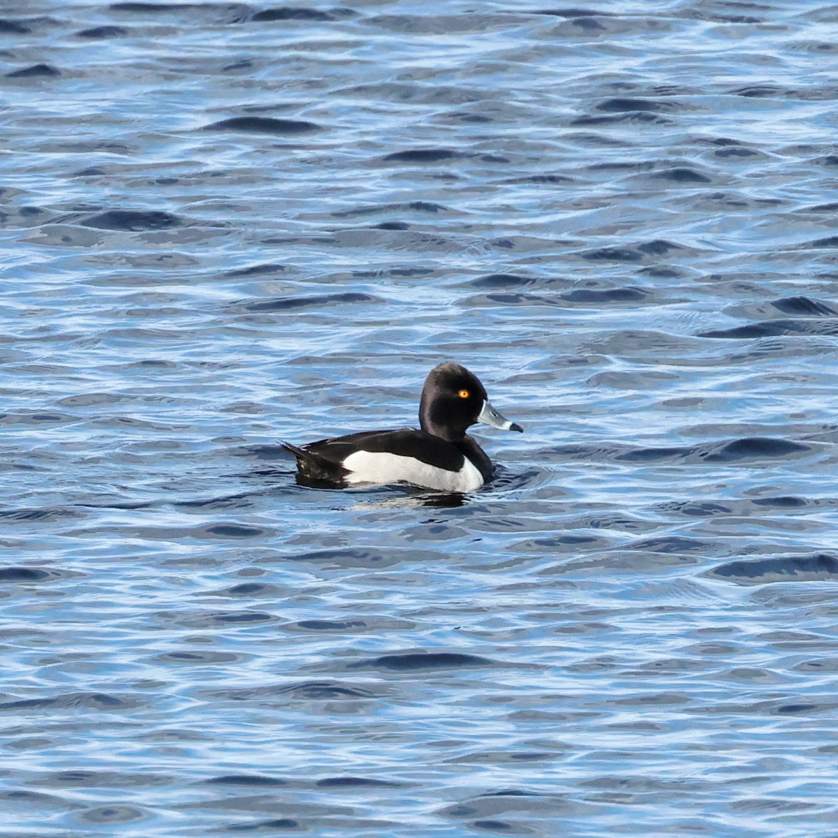 Ring-necked Duck - ML620202843