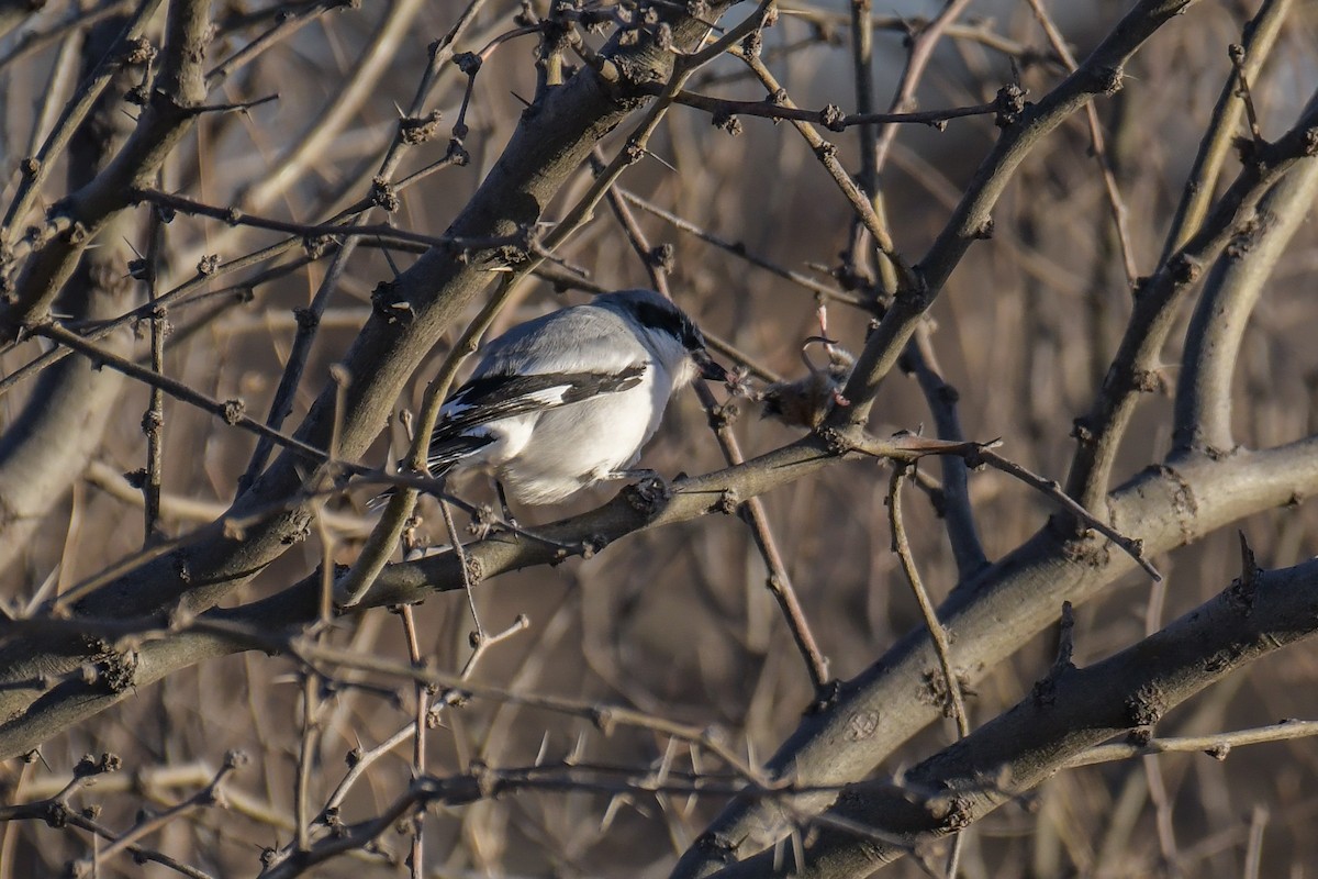 Pie-grièche migratrice - ML620202858