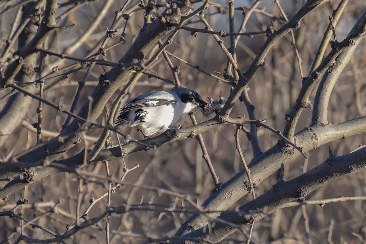 Pie-grièche migratrice - ML620202860