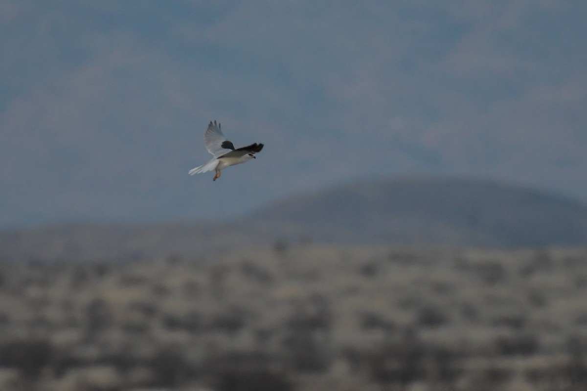 White-tailed Kite - ML620202865