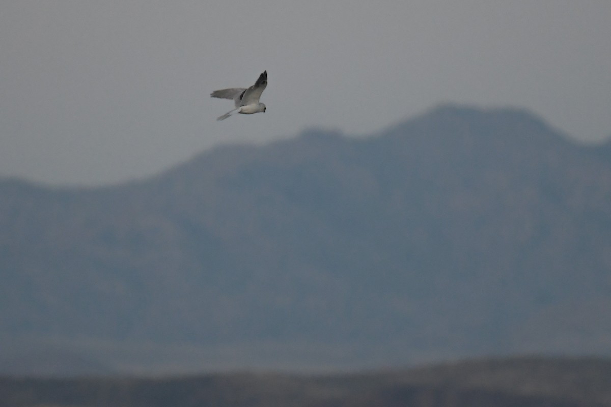 White-tailed Kite - ML620202866