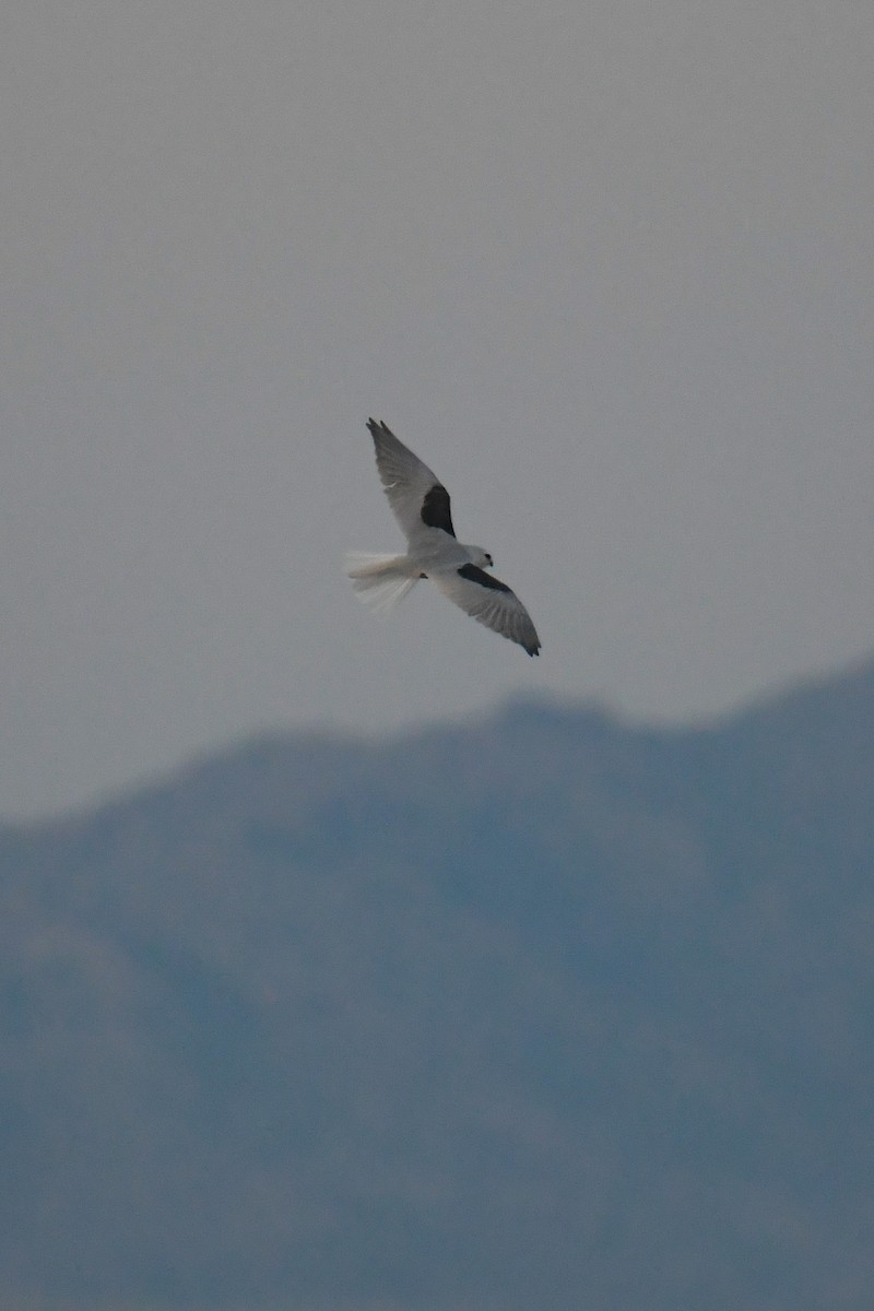 White-tailed Kite - ML620202867