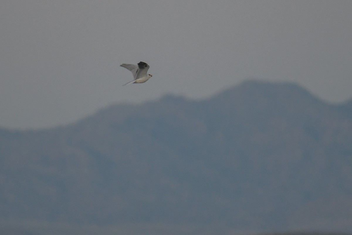 White-tailed Kite - ML620202868