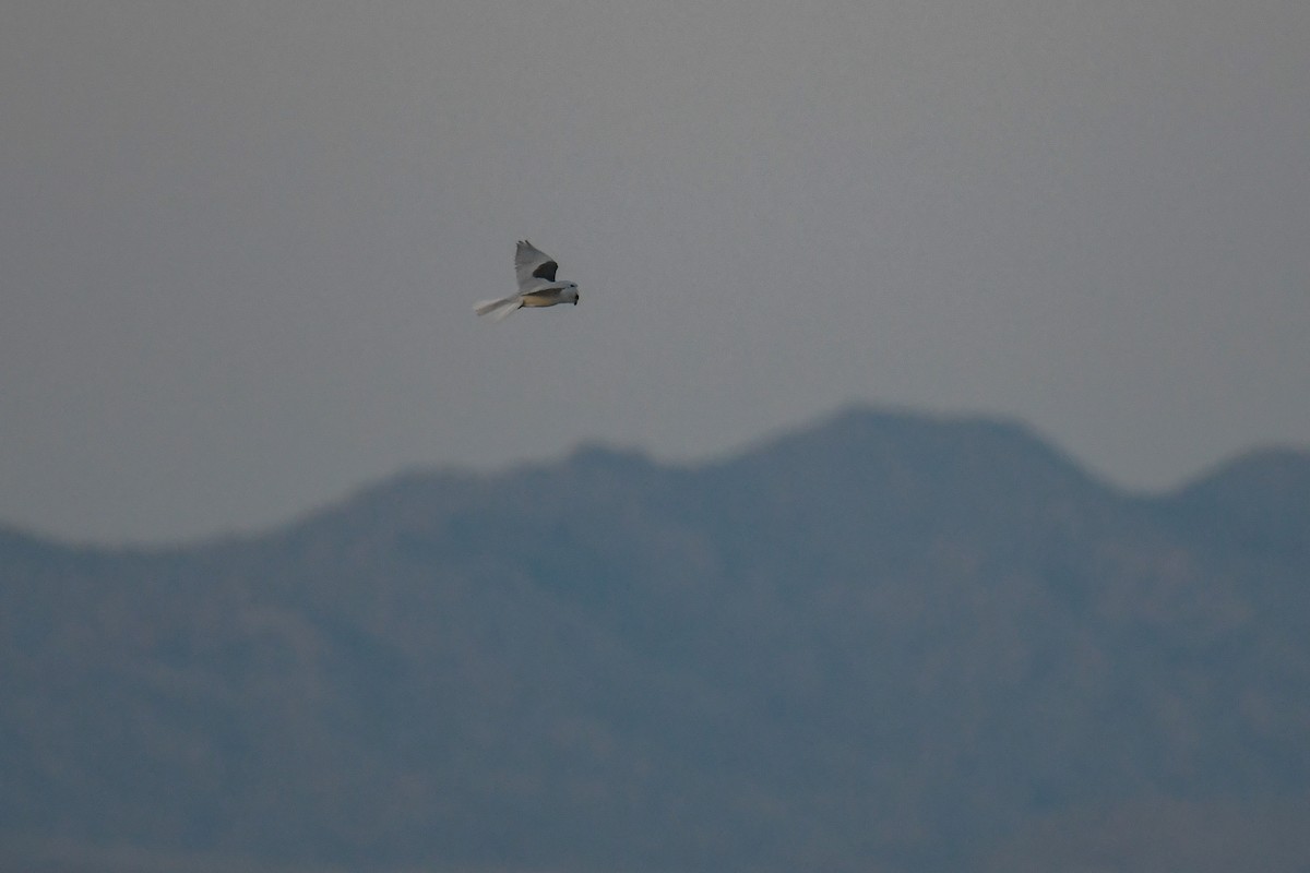 White-tailed Kite - ML620202869