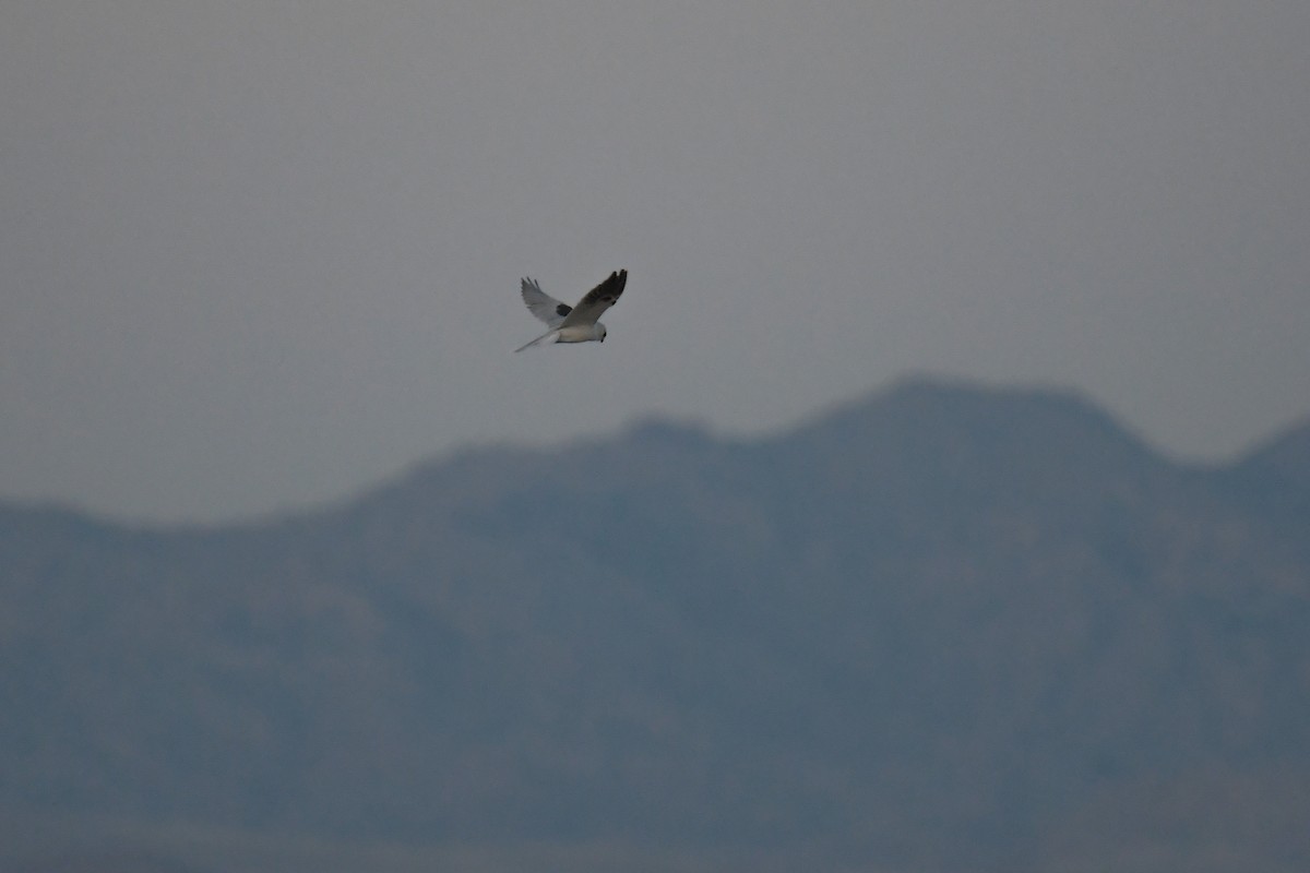 White-tailed Kite - ML620202871