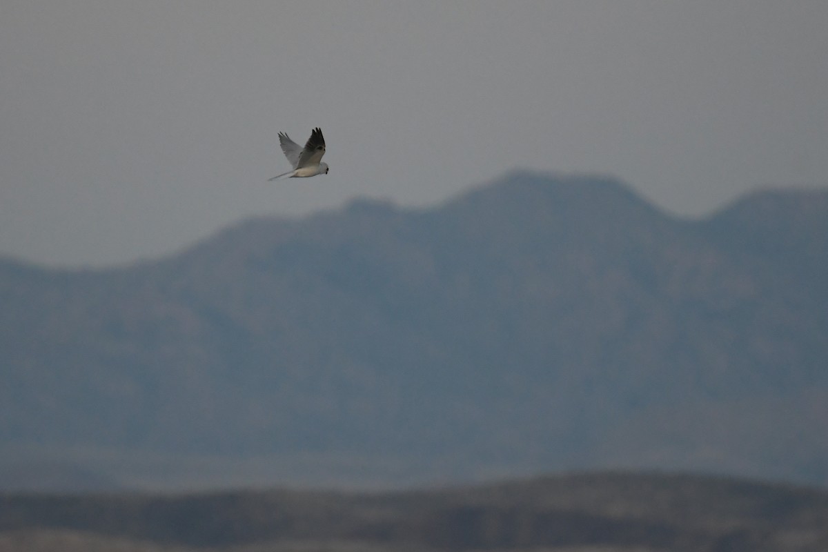White-tailed Kite - ML620202872