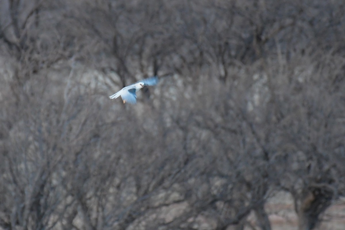 White-tailed Kite - ML620202873