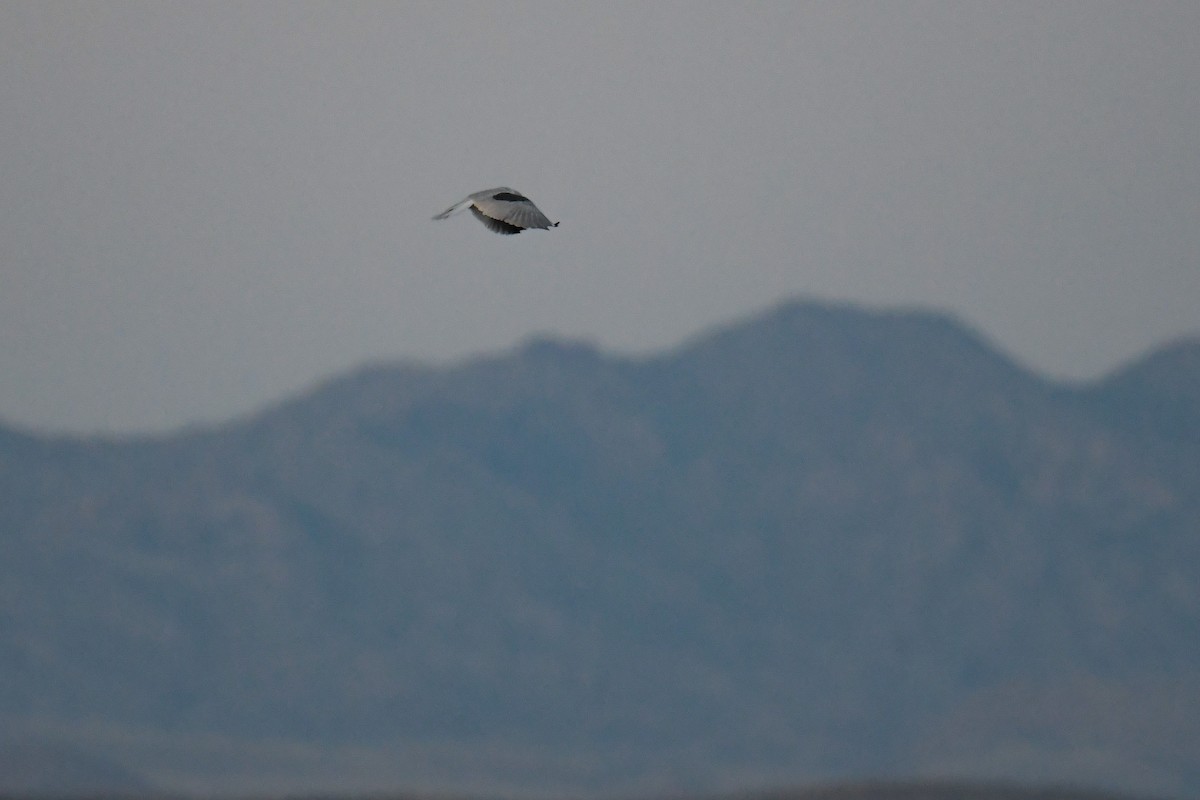 White-tailed Kite - ML620202874