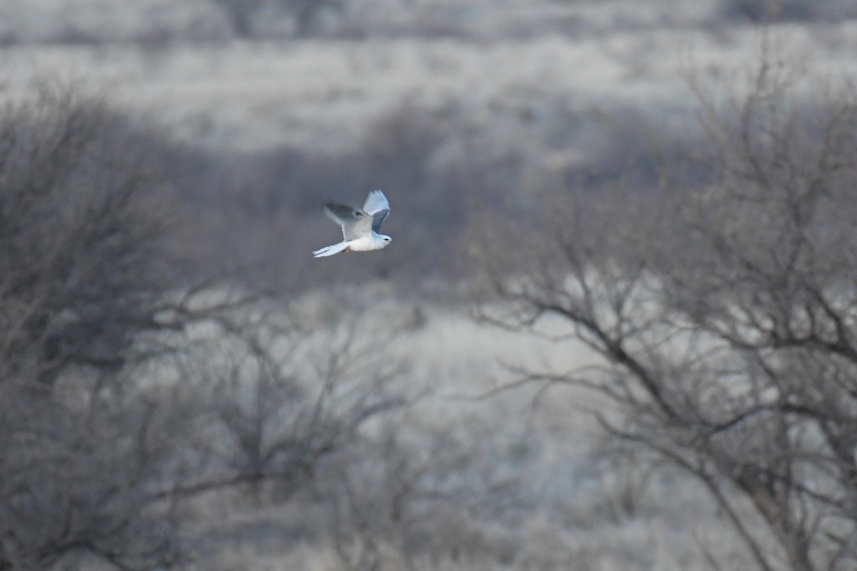 White-tailed Kite - ML620202876