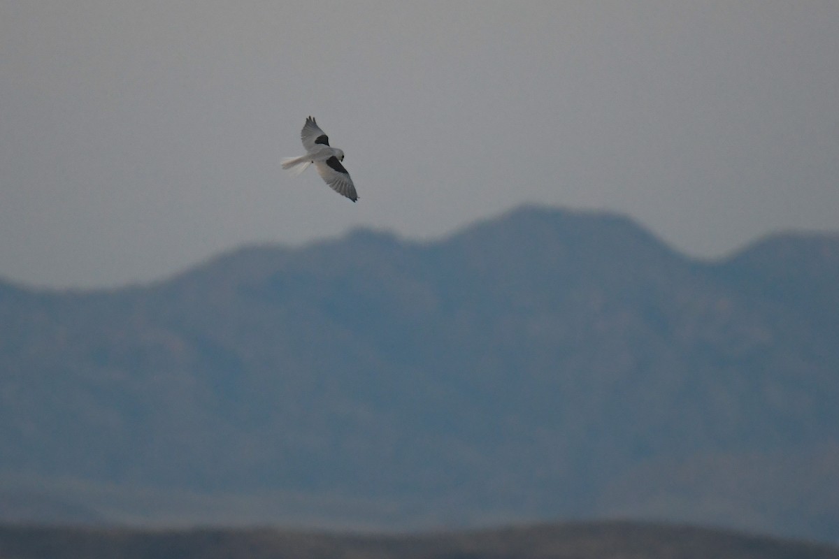 White-tailed Kite - ML620202877
