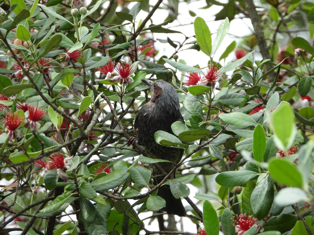 Brown-eared Bulbul - ML620202892