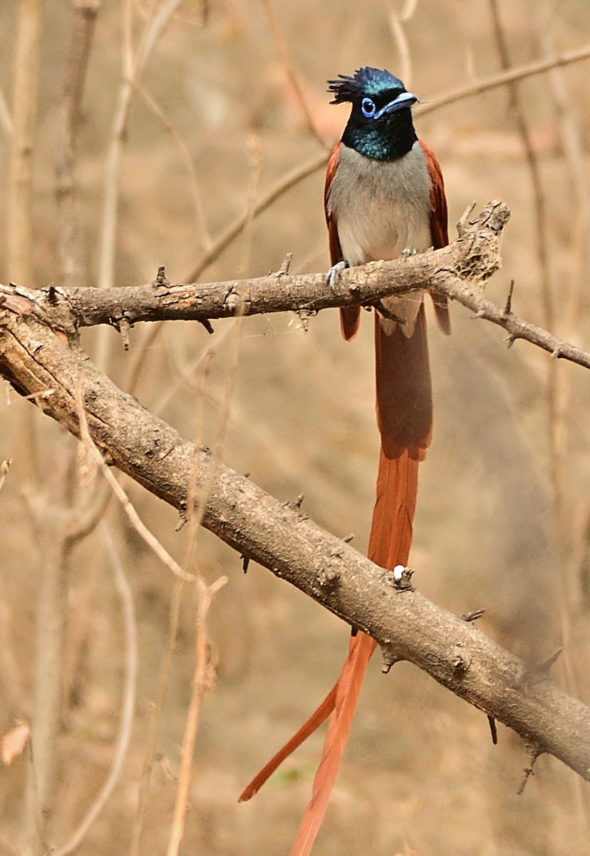 Indian Paradise-Flycatcher - ML620202900