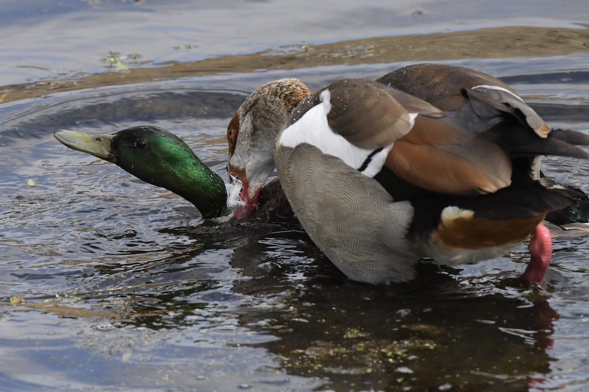 Egyptian Goose - ML620202901