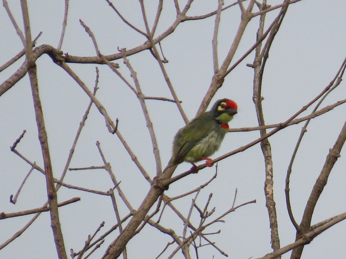 Coppersmith Barbet - ML620202904