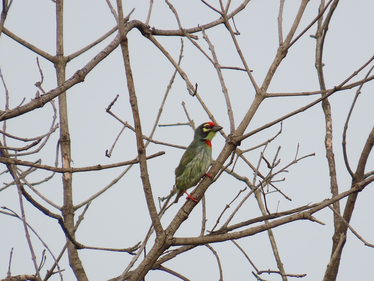 Coppersmith Barbet - ML620202905