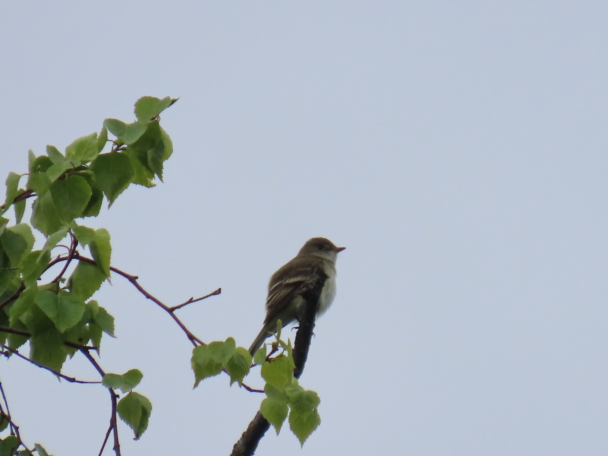 Alder Flycatcher - ML620202906