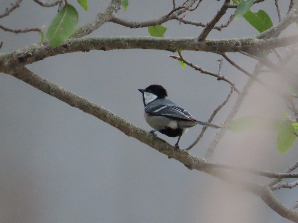 Cinereous Tit - ML620202911