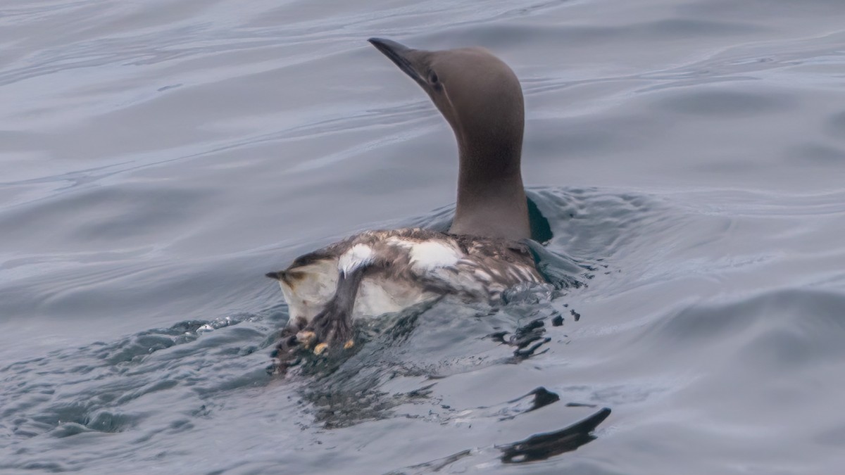 Common Murre - ML620202913