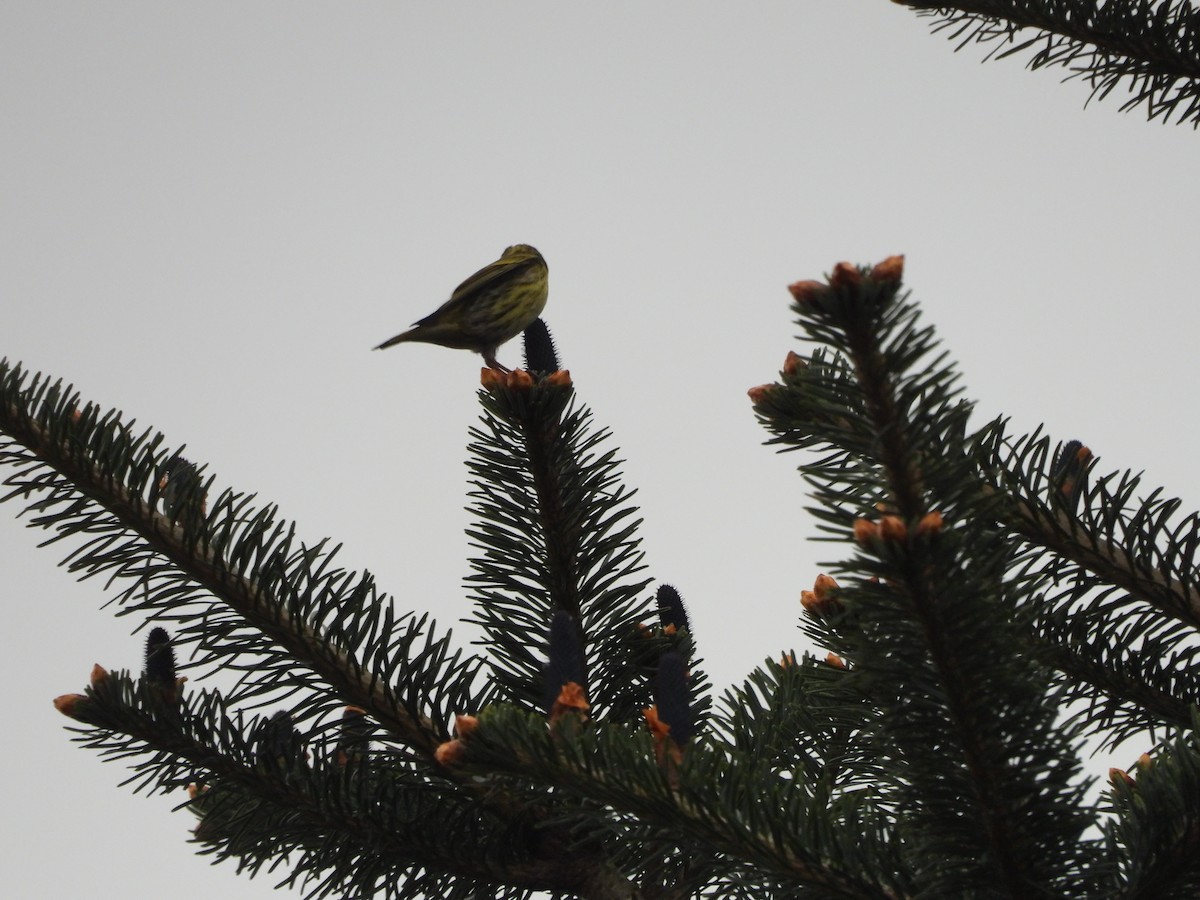 Tibetan Serin - ML620202914