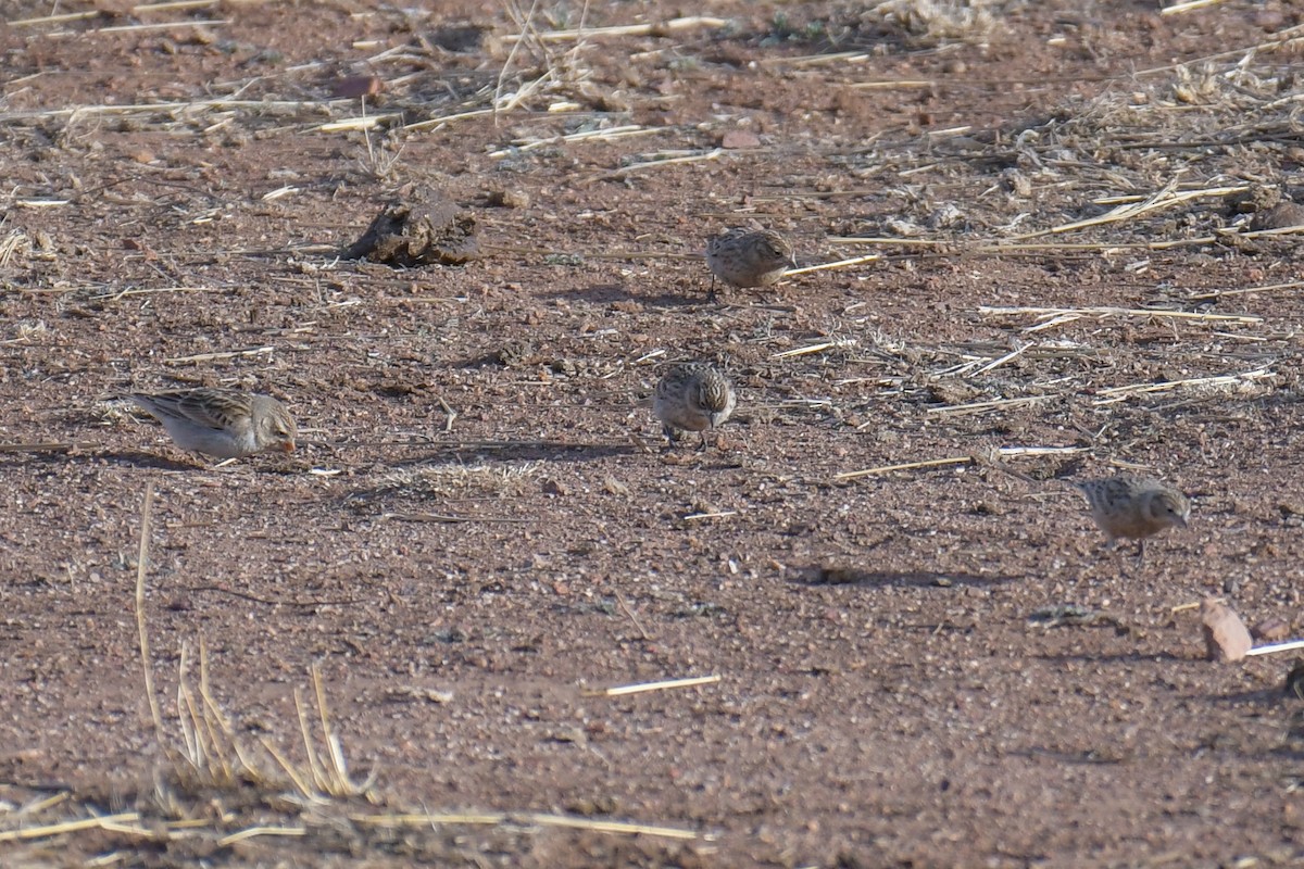 Chestnut-collared Longspur - ML620202919