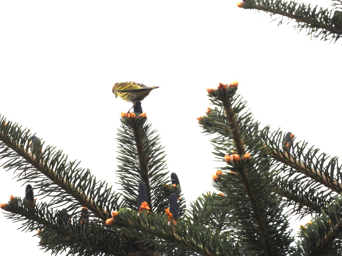 Tibetan Serin - ML620202925