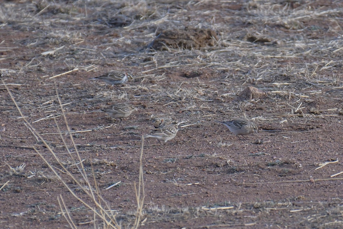 Chestnut-collared Longspur - ML620202927