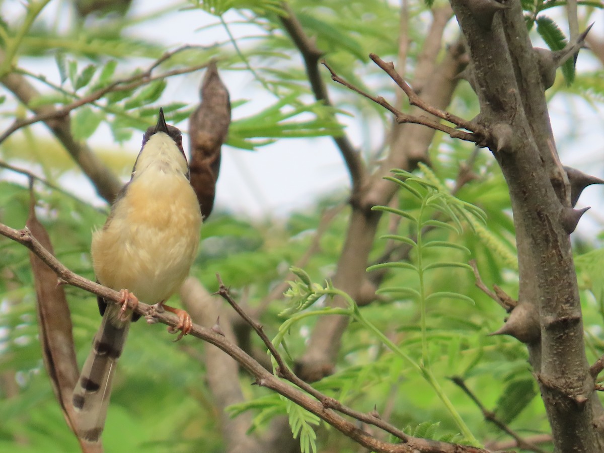 Ashy Prinia - ML620202931