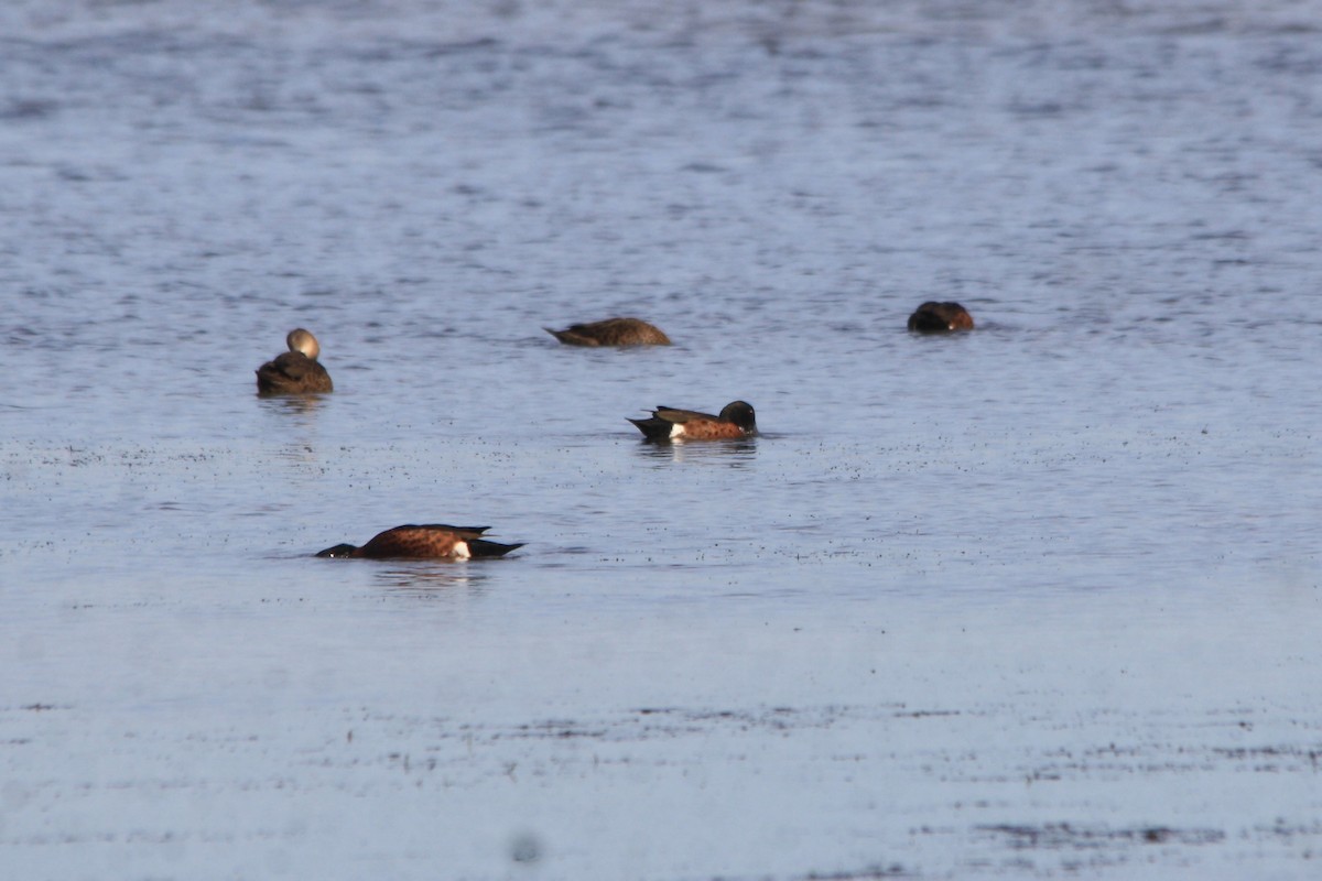 Chestnut Teal - ML620202934