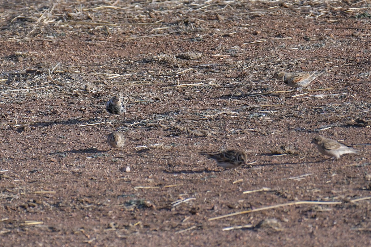 Thick-billed Longspur - ML620202937
