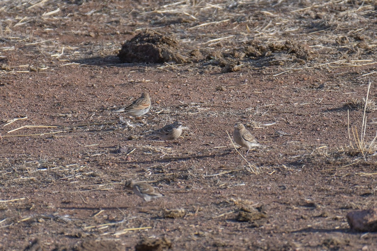 Thick-billed Longspur - ML620202938