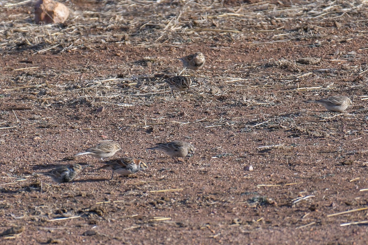 Lapland Longspur - ML620202945