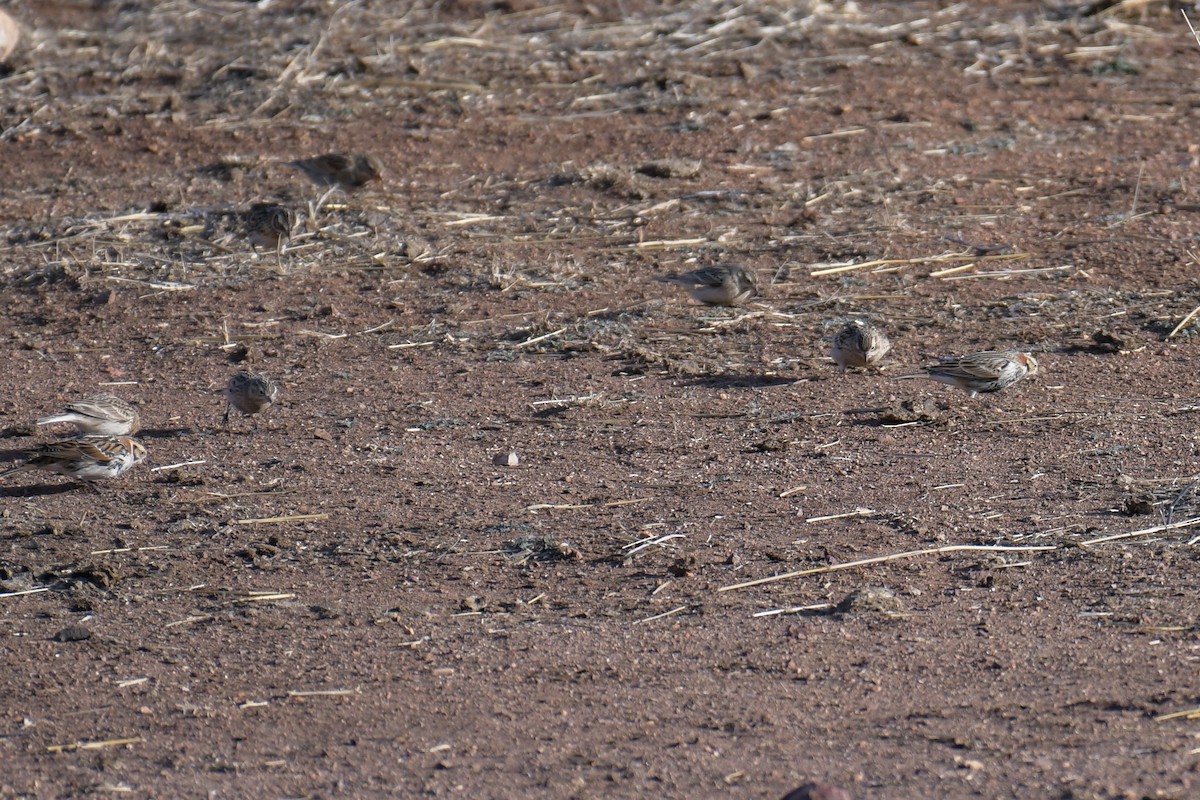 Lapland Longspur - ML620202946