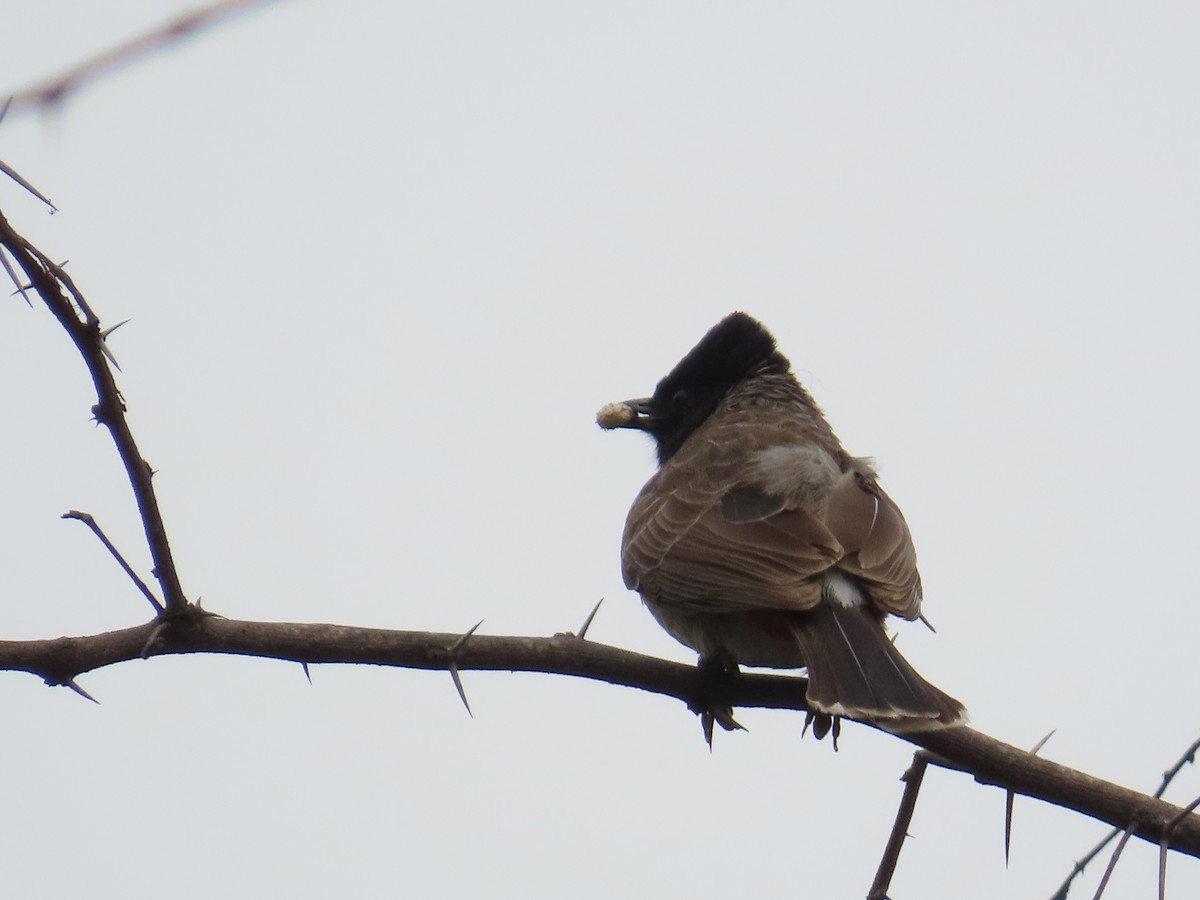 Red-vented Bulbul - ML620202947