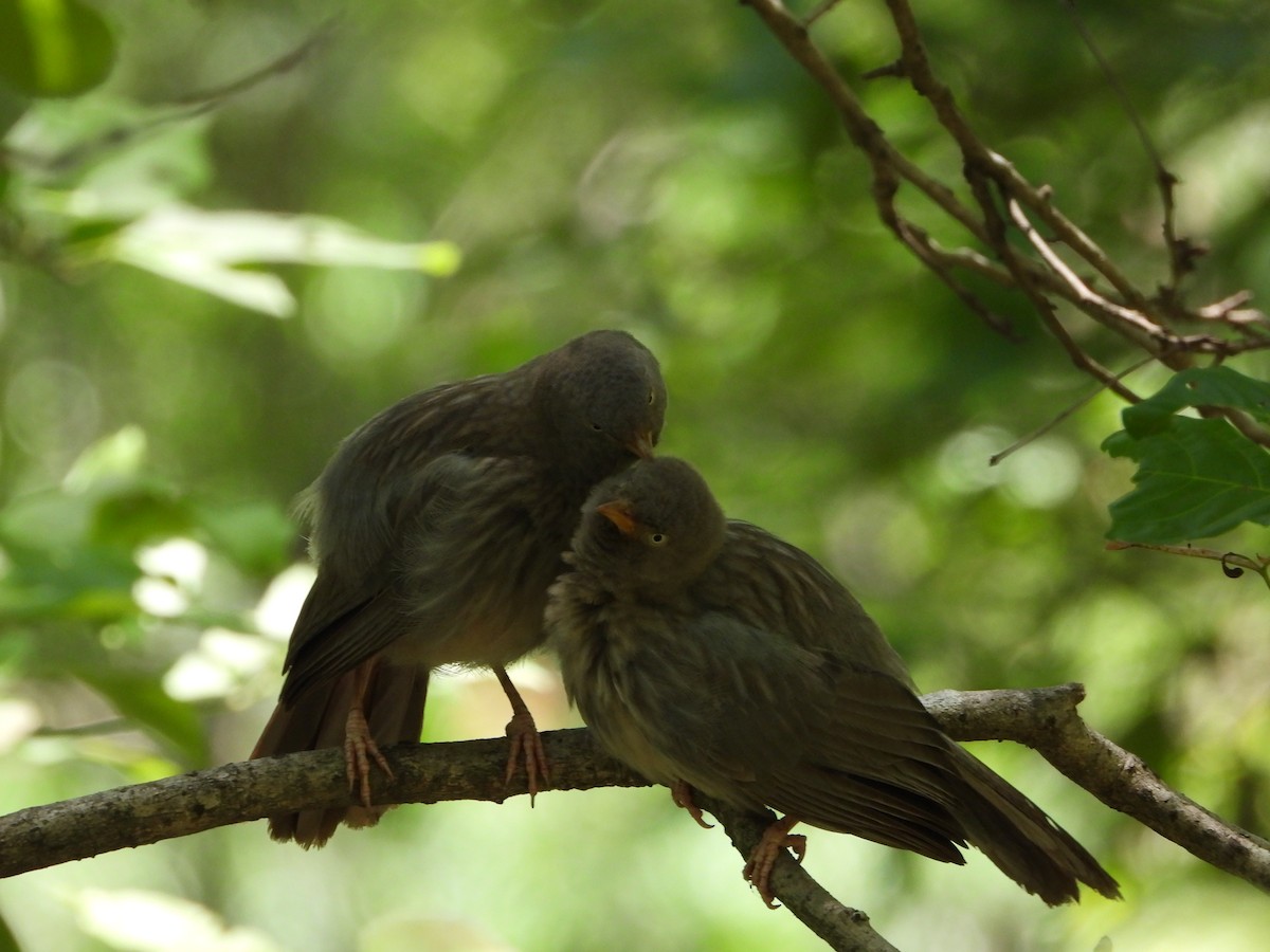 Jungle Babbler - ML620202951