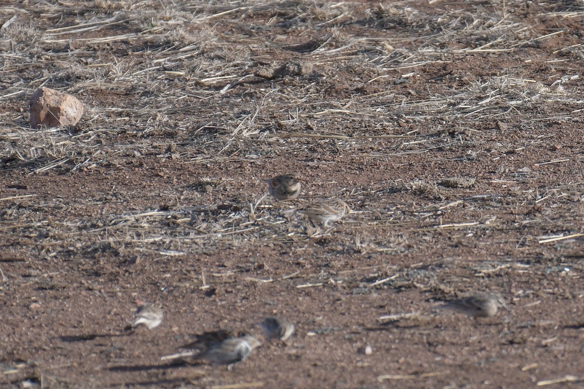 Thick-billed Longspur - ML620202953