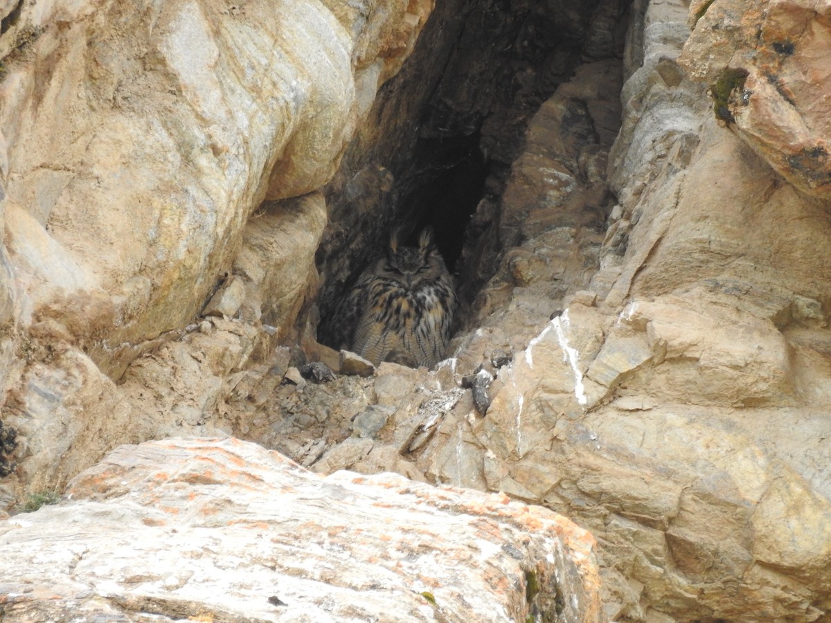 Eurasian Eagle-Owl - ML620202954
