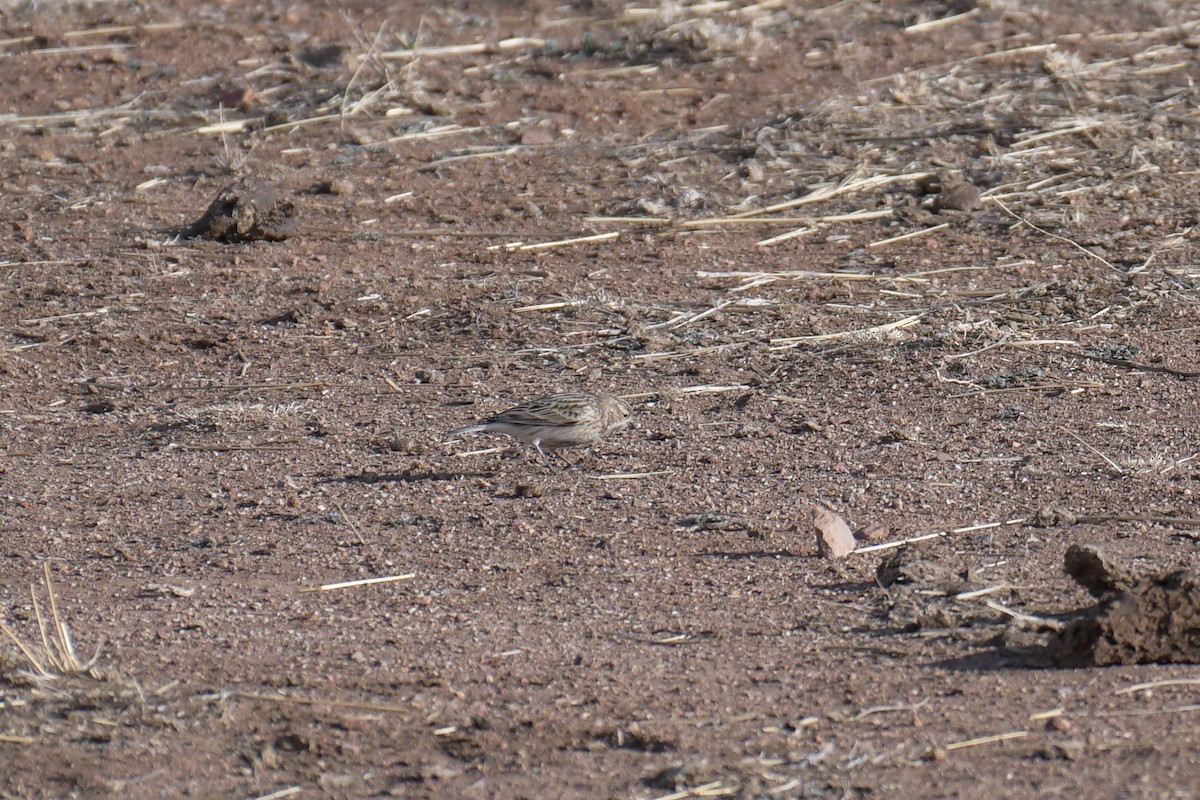 Chestnut-collared Longspur - ML620202969