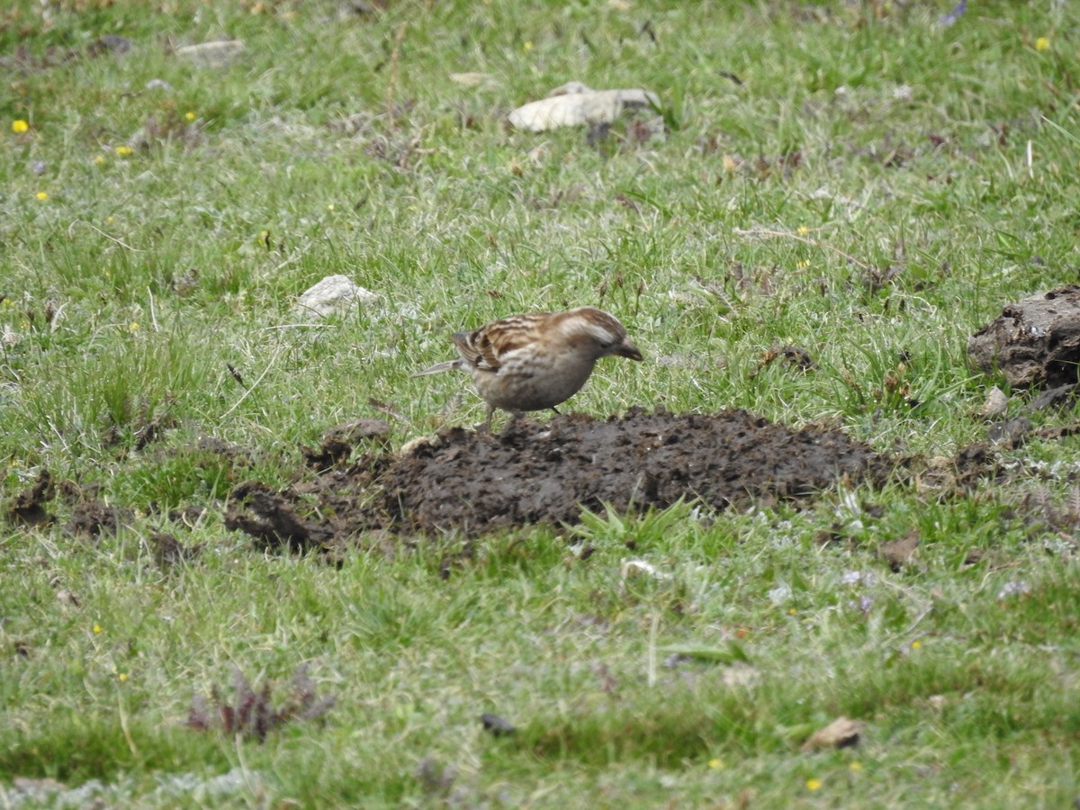 Rock Sparrow - ML620202970