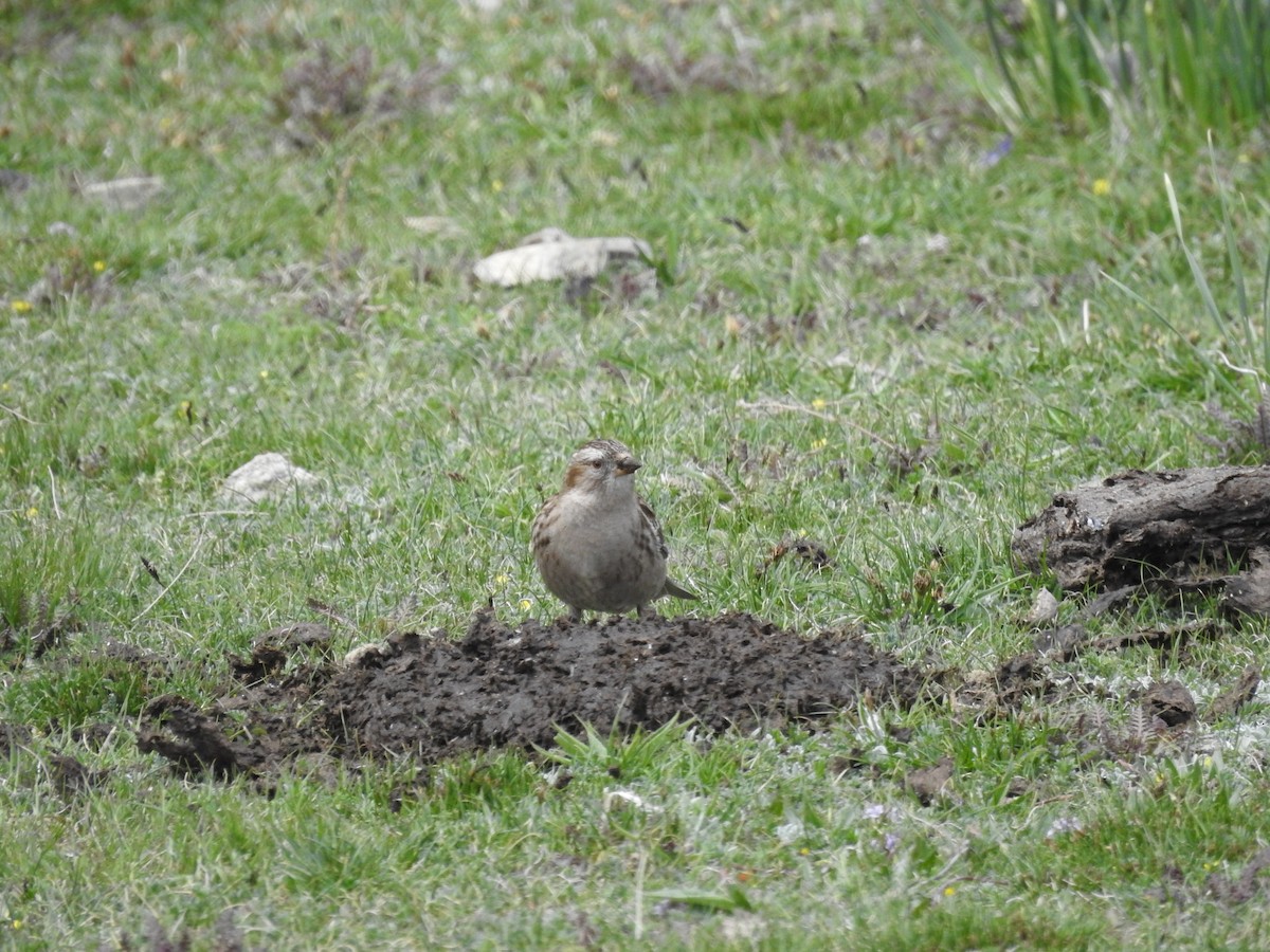 Rock Sparrow - ML620202971