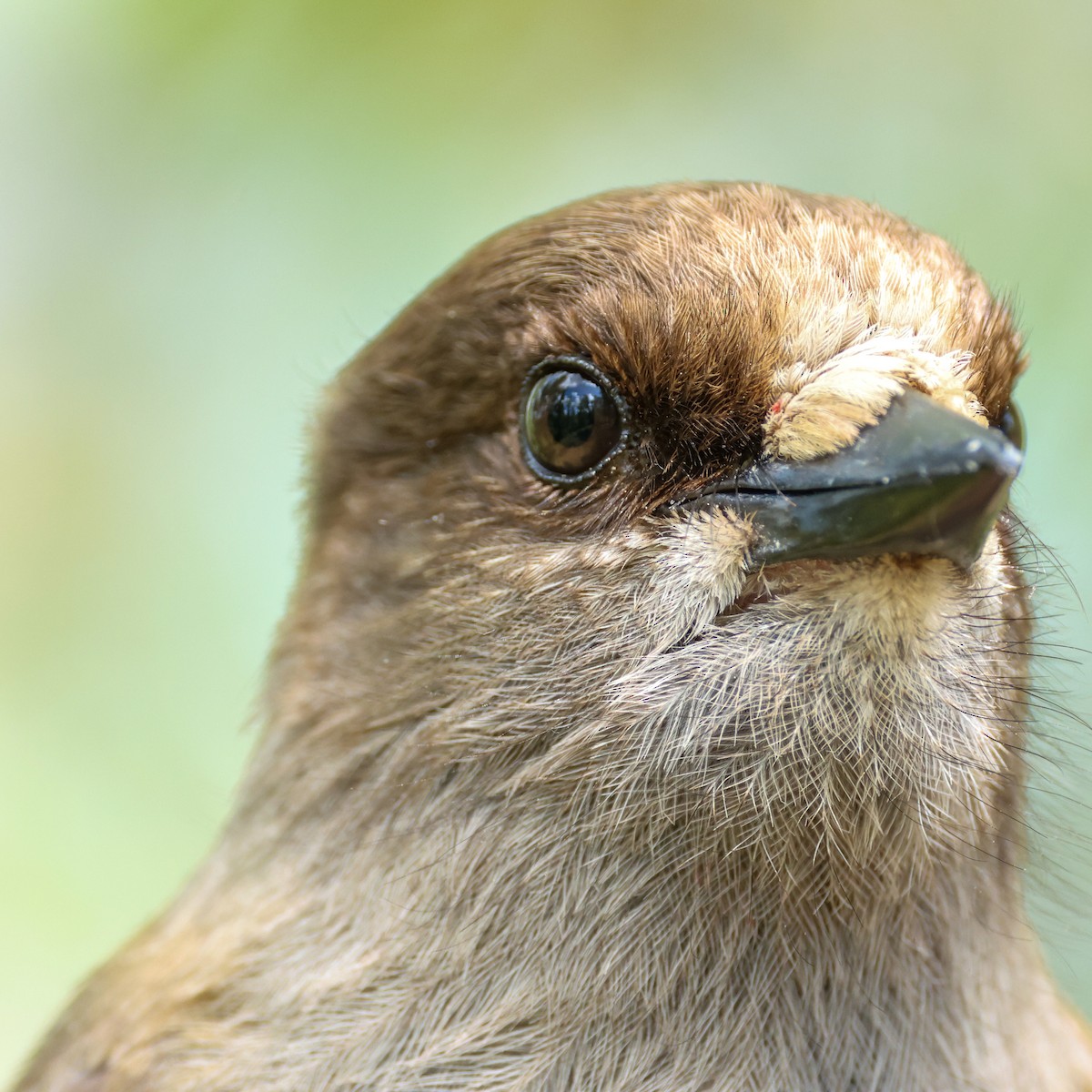 Siberian Jay - ML620202990