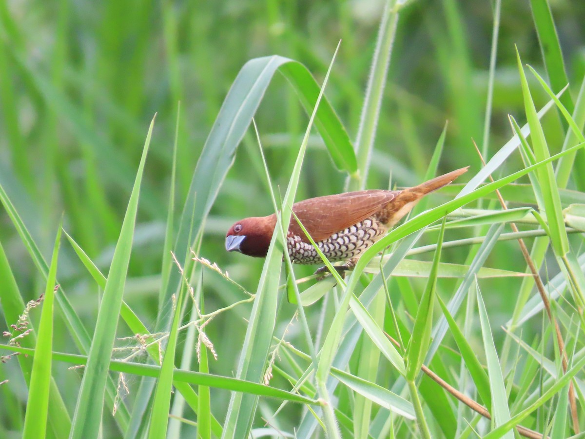 Scaly-breasted Munia - ML620202998